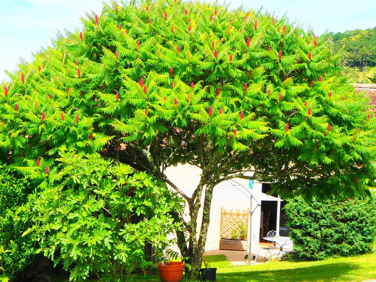 La Belle Verte Grignols  Ngoại thất bức ảnh
